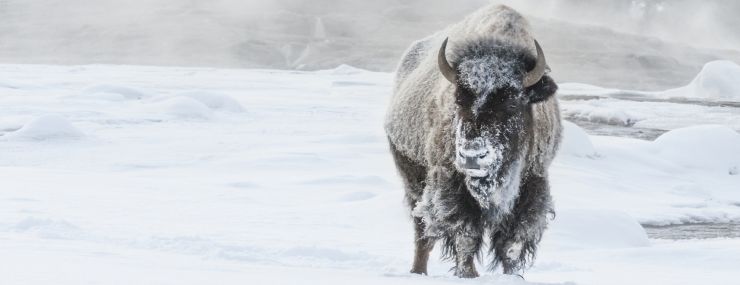 Yellowstone-Bison-Winter